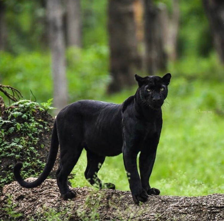 Пантера в Индии