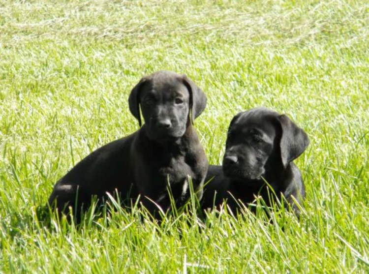 Доберман Стаффорд помесь