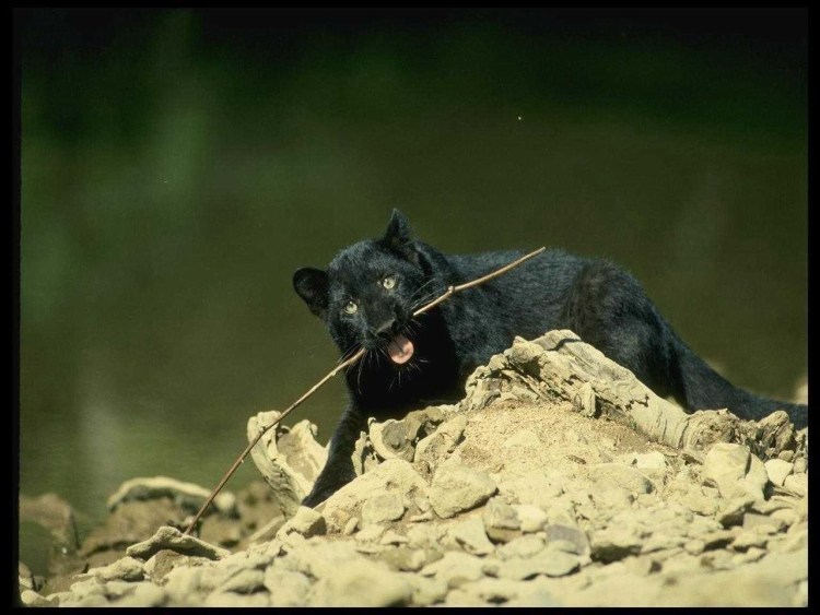 Американский питбультерьер черн