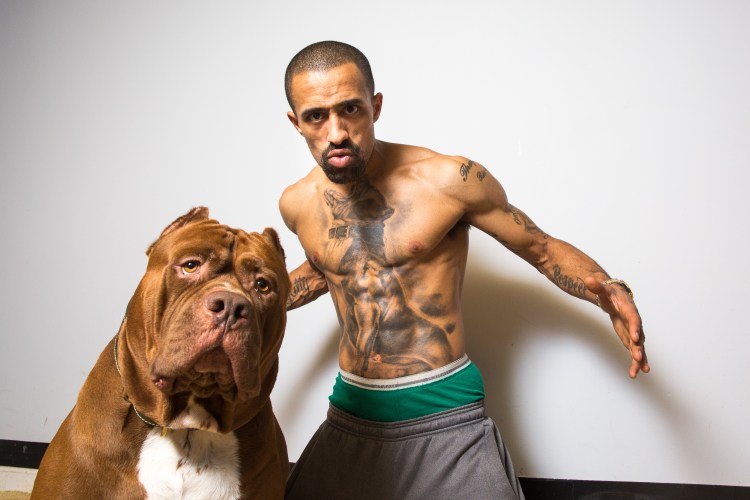 Питбультерьер Зевс