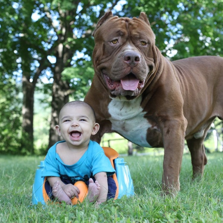 Американский питбультерьер Халк