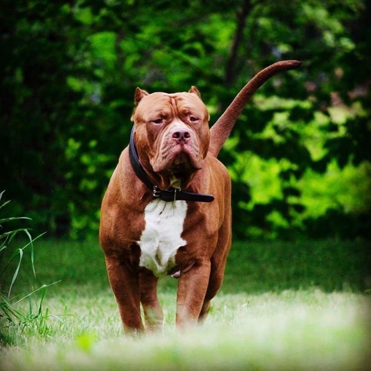 Бультерьер Халк