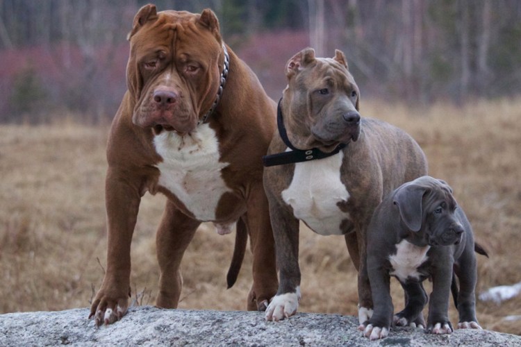 Американский питбультерьер Халк