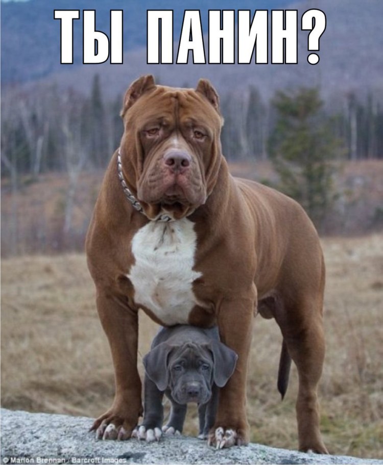 Самый большой питбуль в мире Халк