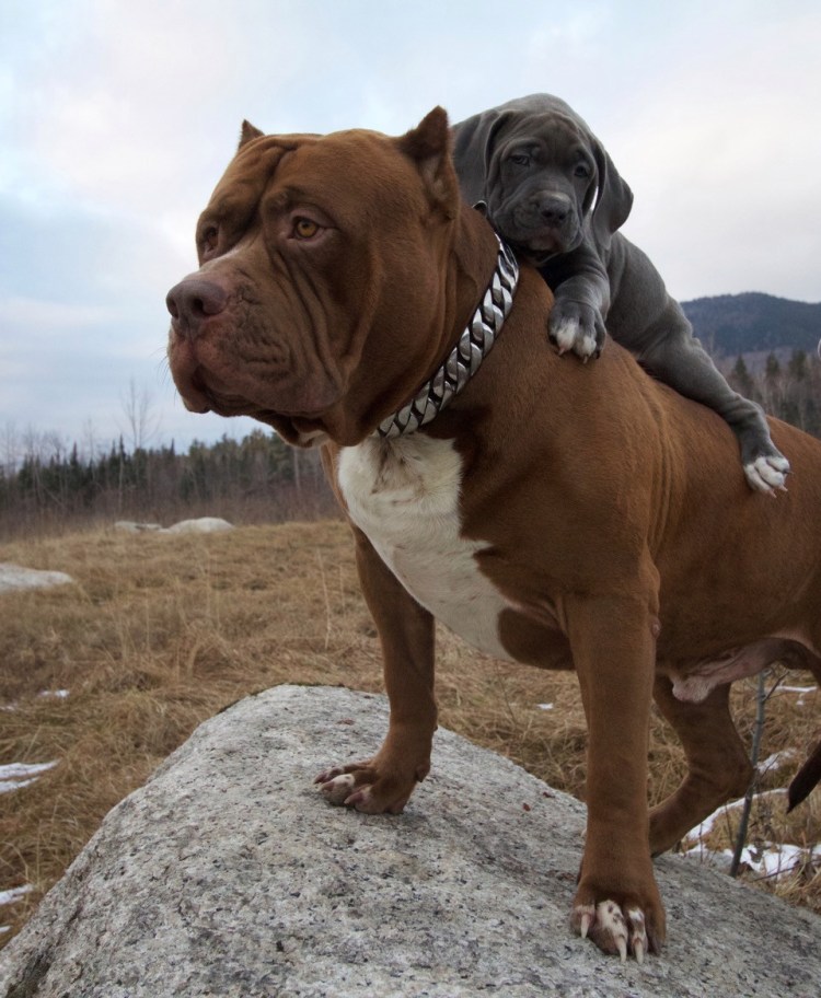 Питбуль Халк