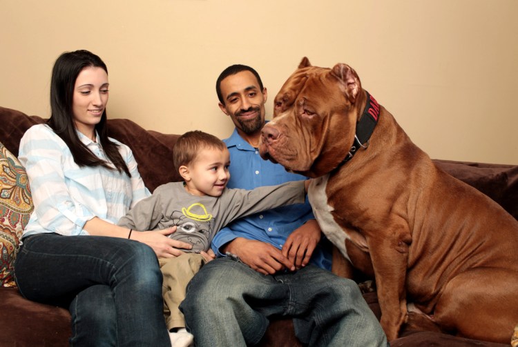 Американский питбультерьер Халк