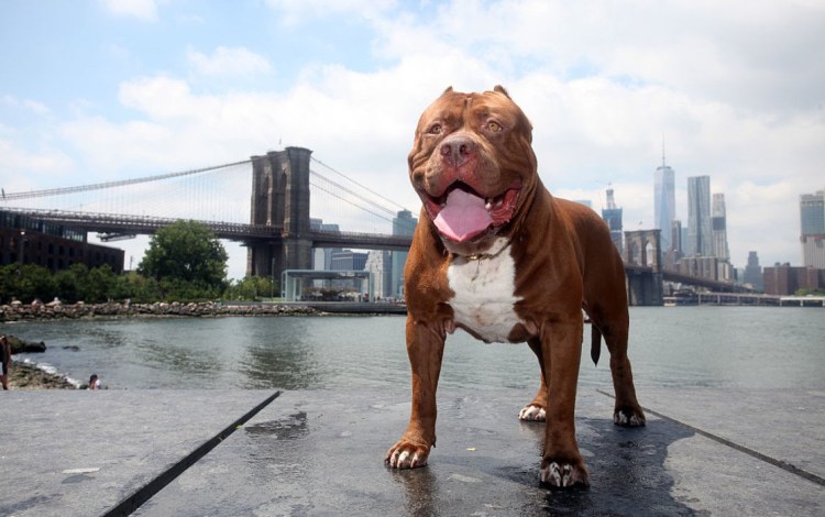 Самый большой питбуль в мире Халк