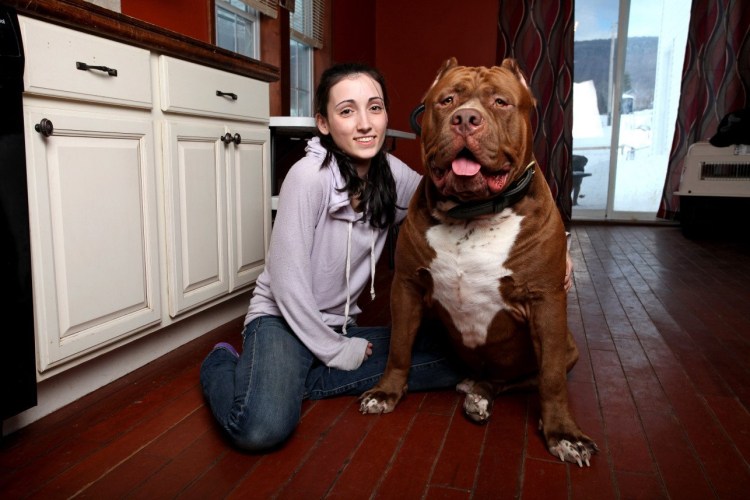 Питбуль Халк большой