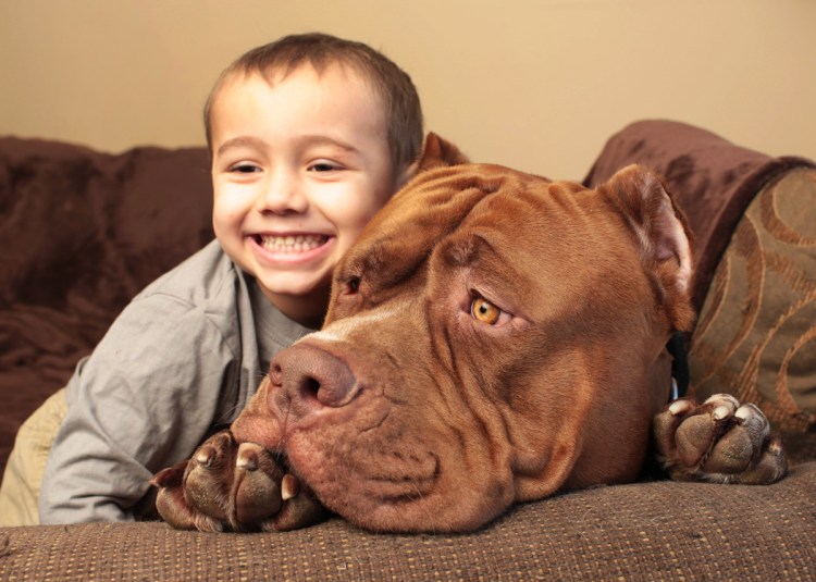 Питбуль Халк