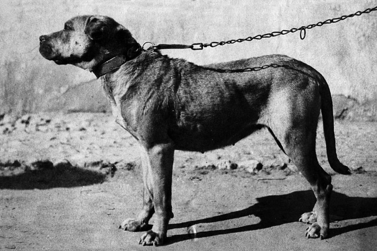 Кордовская собака