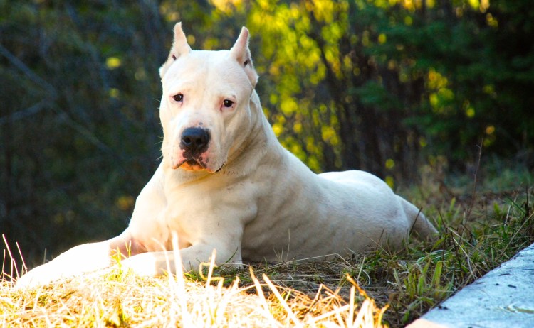 Аргентинский дог Бойцовая собака