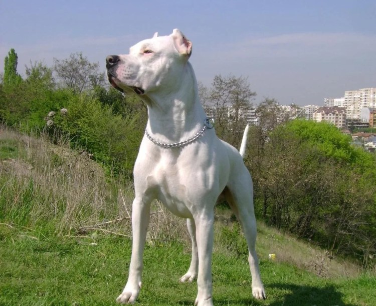 Бойцовая собака Кордовы