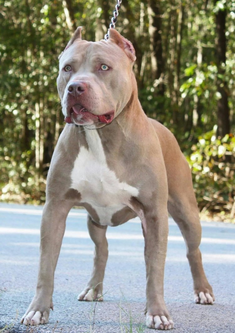 Аргентинский бульдог