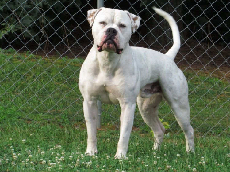 Стаффордширский терьер тигровый