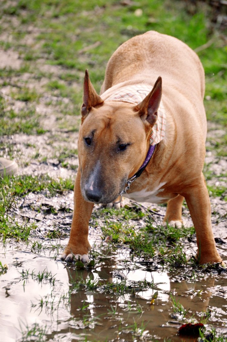 Булли Кутта собака