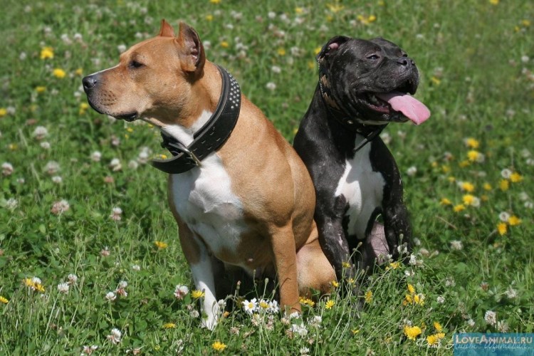 Дого Аргентино и питбуль