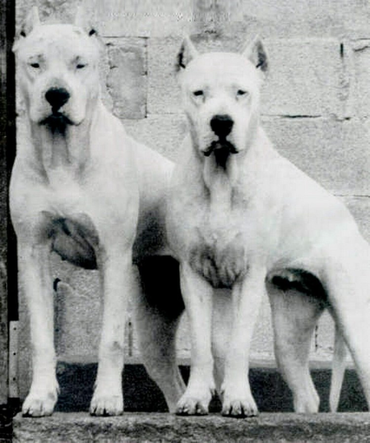 Аргентинский дог