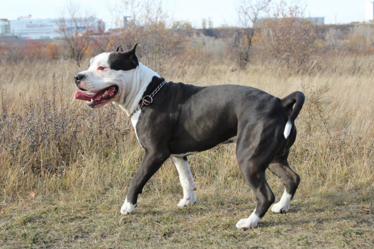 Аргентинский дог и боксер