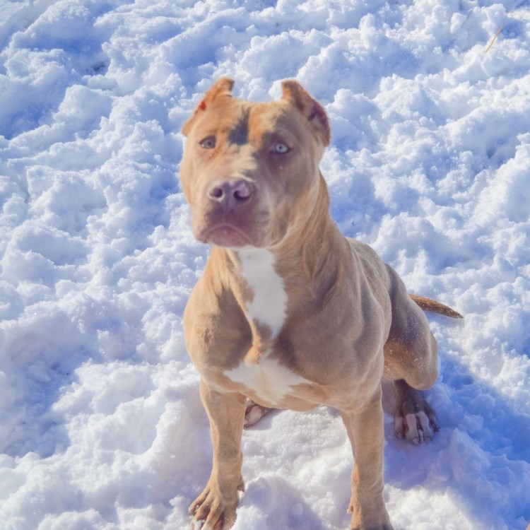 Канарский дог