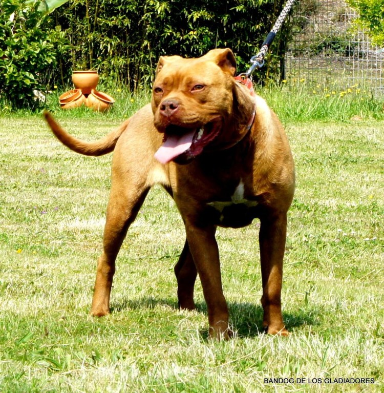 Собака аргентинский дог