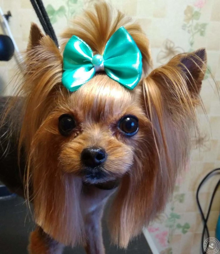 Стрижка корейка для йорков