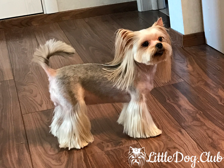 Азиатская стрижка Йорка