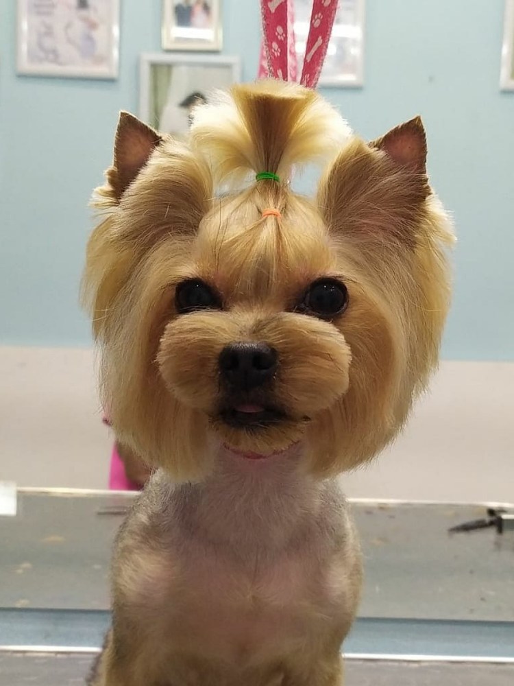 Каирский терьер