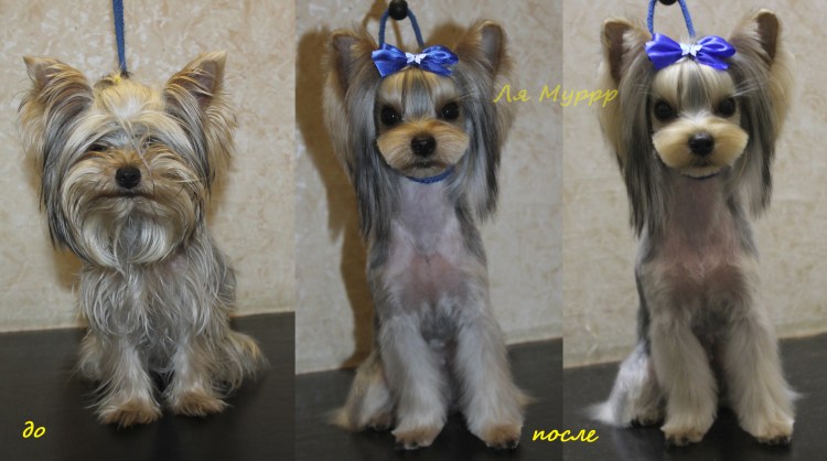 Стрижка Йорка