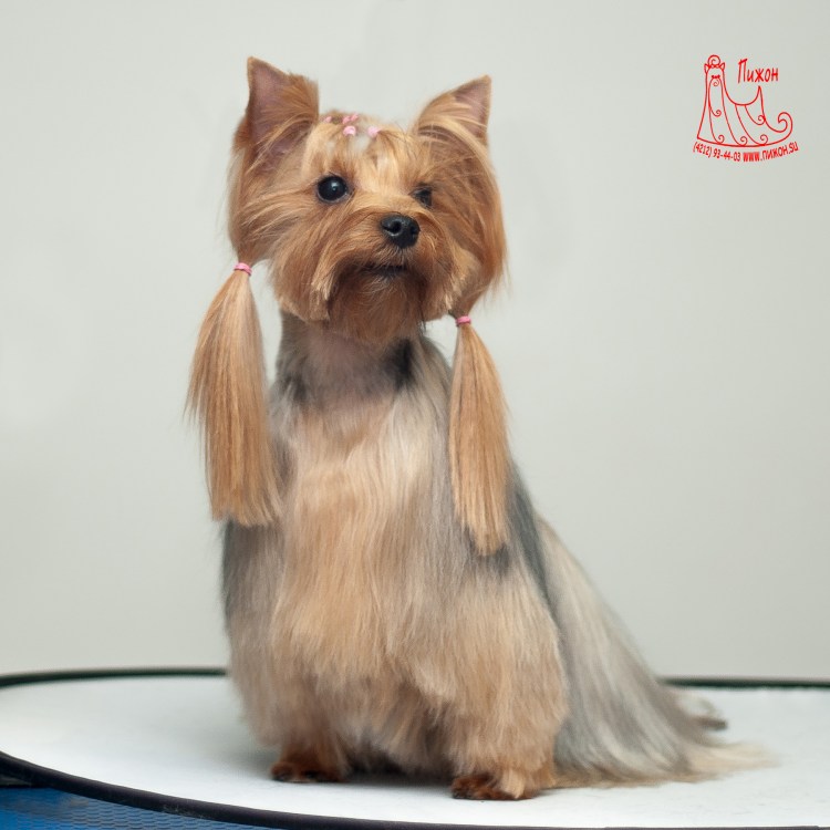 Стрижка микимаус для йорков