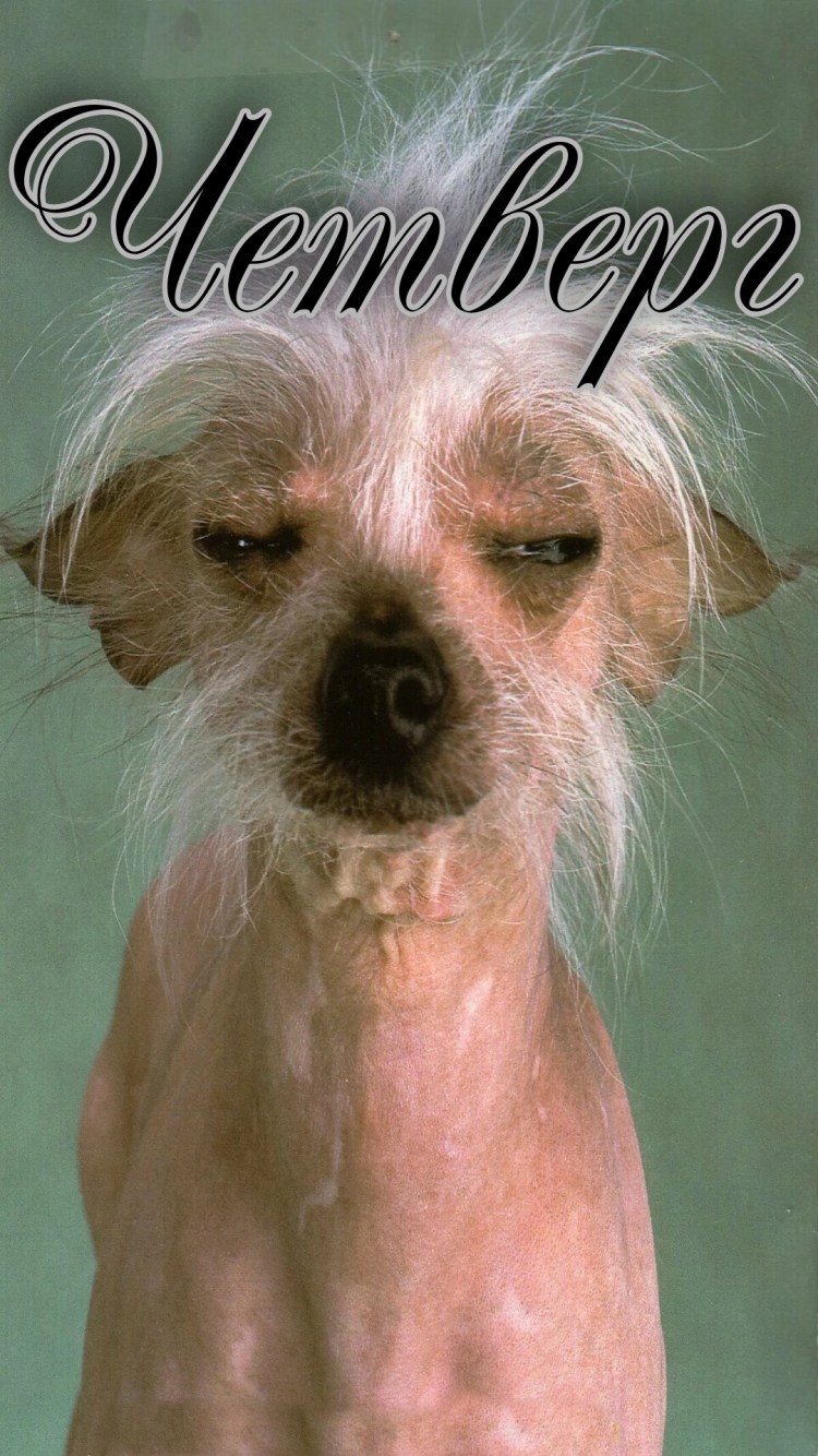 Шишколобый Гнидодав