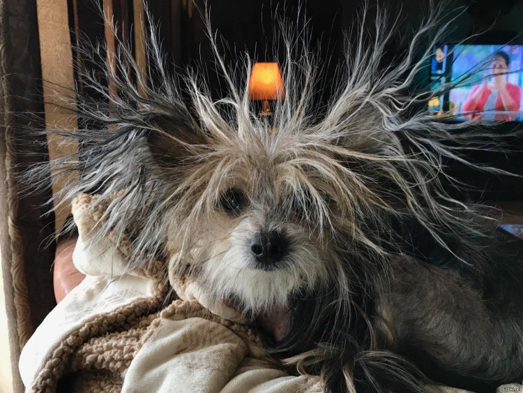 Лохматое животное