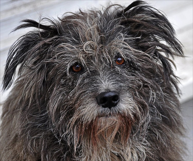 Бергамаско или бергамская овчарка