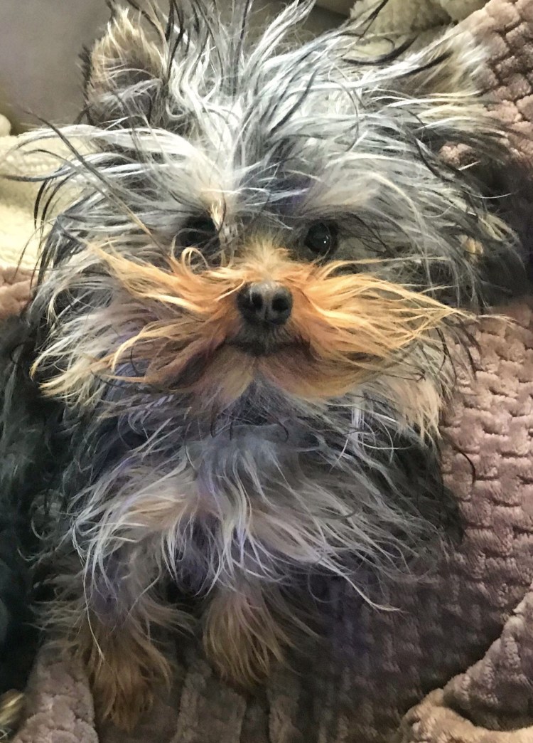 Китайская хохлатая сутулая