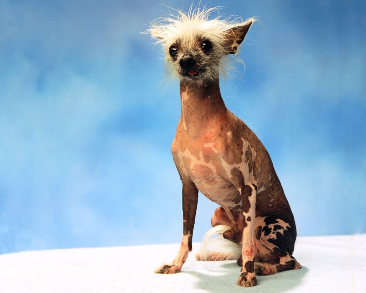 Китайская хохлатая страшненькая