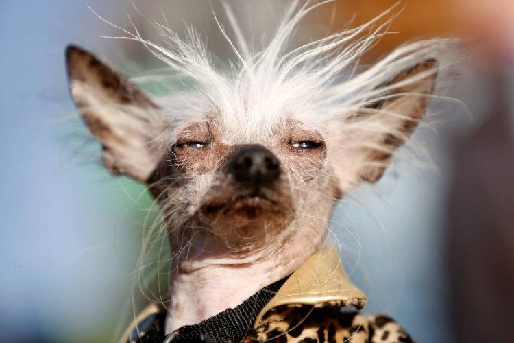 Китайская хохлатая сутулая