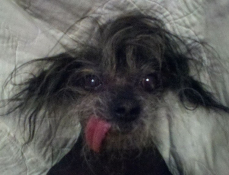 Чихуахуа хохлатая