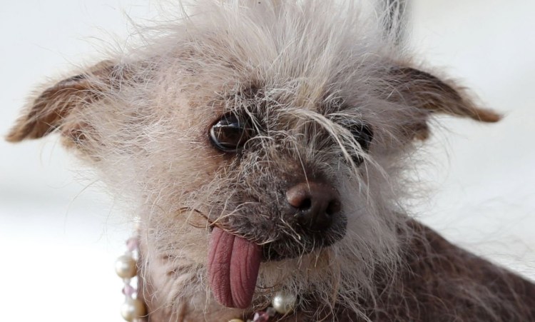 Китайская хохлатая сутулая