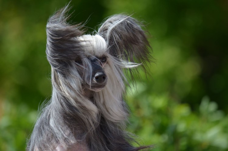 Бельгийский гриффон кальмар