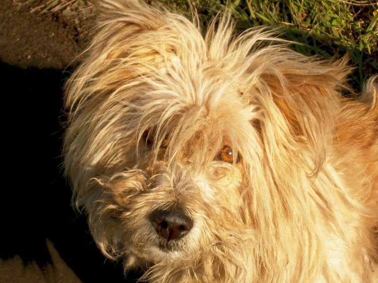 Собака с дредами