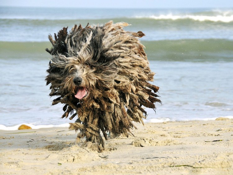 Китайская хохлатая длинношерстная