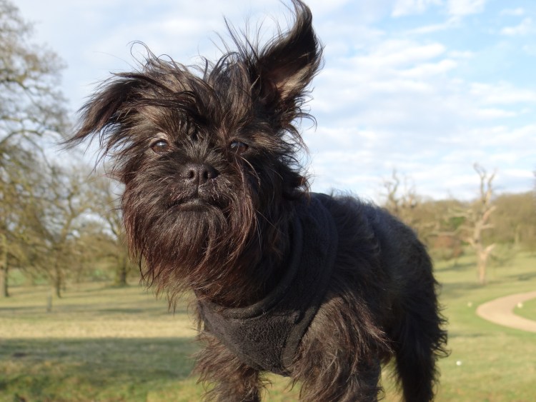 Чихуахуа длинношерстные Коби