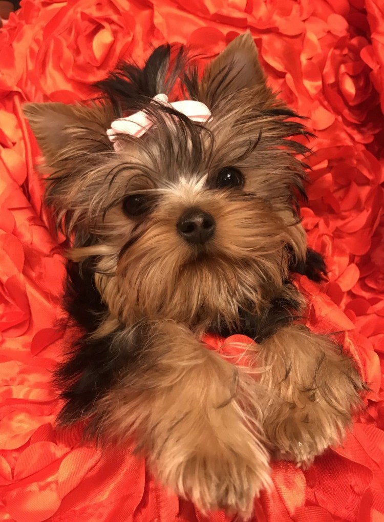 Йекштерьерский терьер