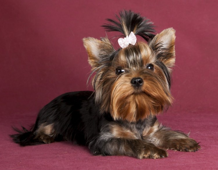 Йоркшир терьер