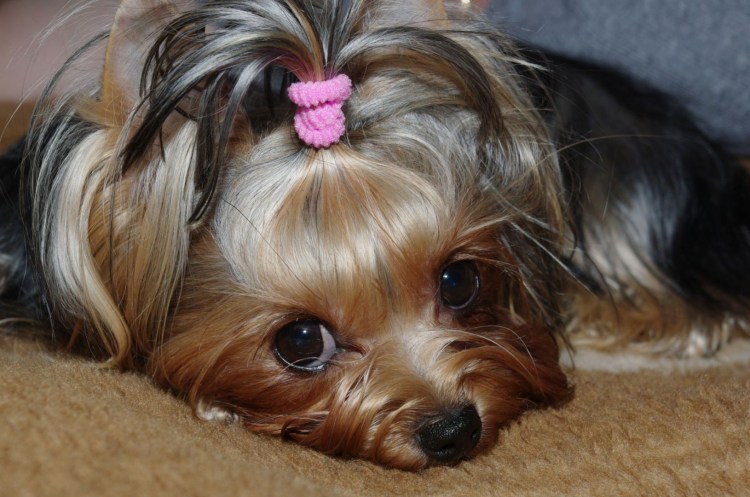 Йоркширский терьер аллергич