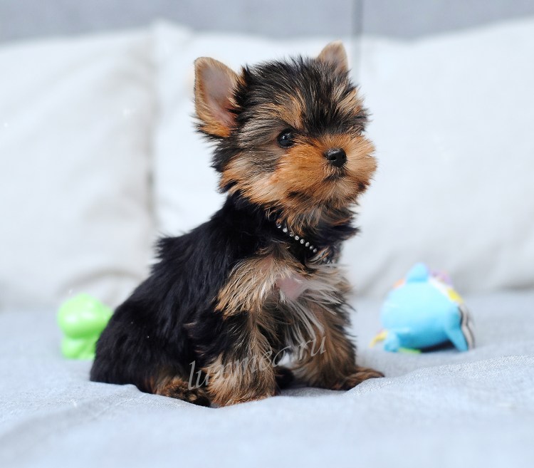 Собачки Йоркширский терьер