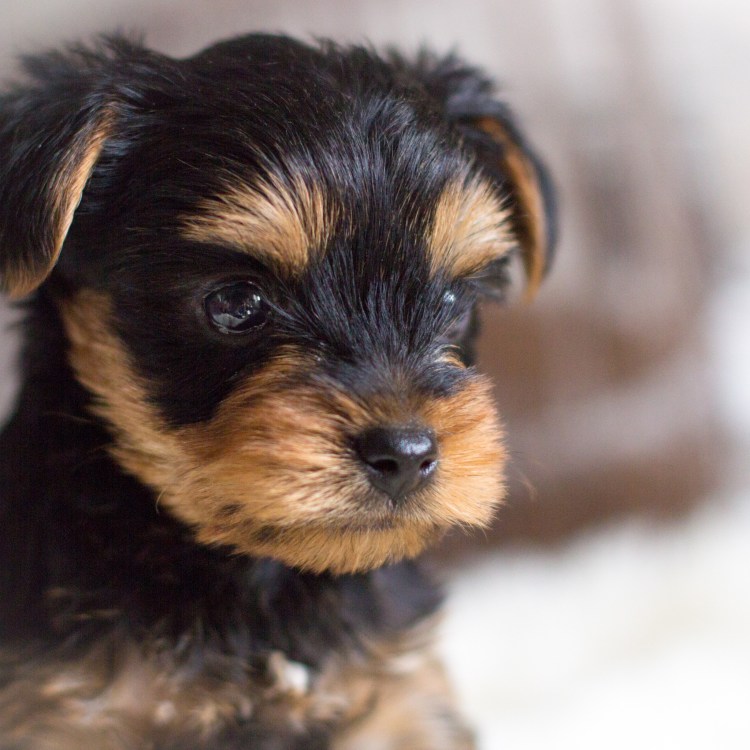 Йоркширский терьер