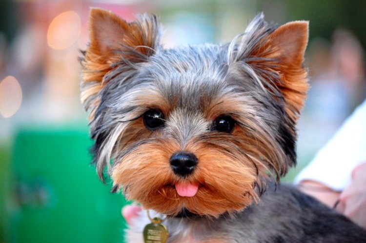 Йоркширский терьер