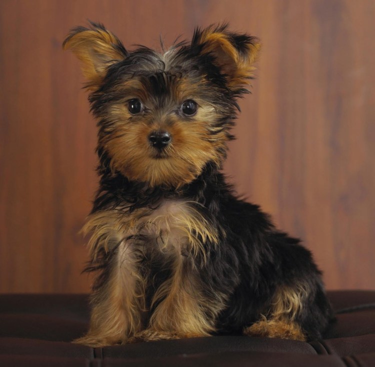 Королевский Йоркширский терьер