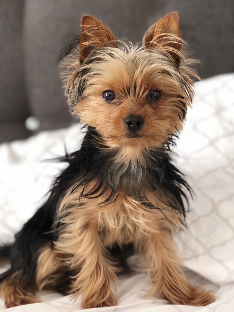 Терьер Йоркширский Малошерстный