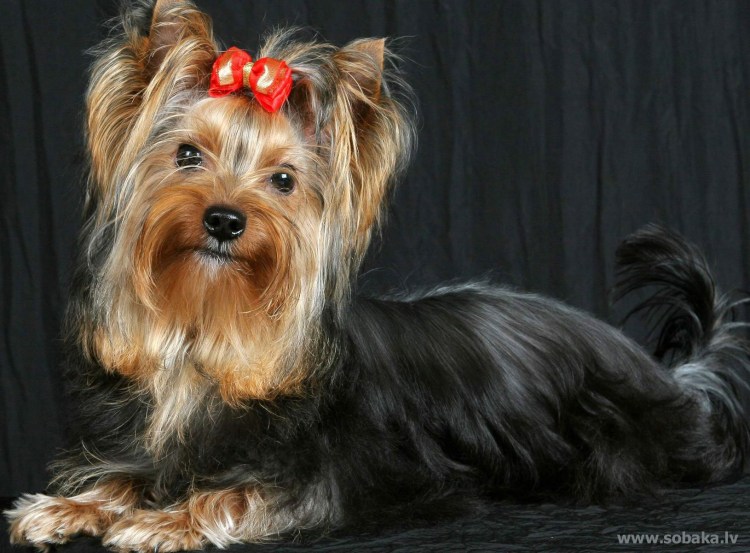 Йоркширский терьер